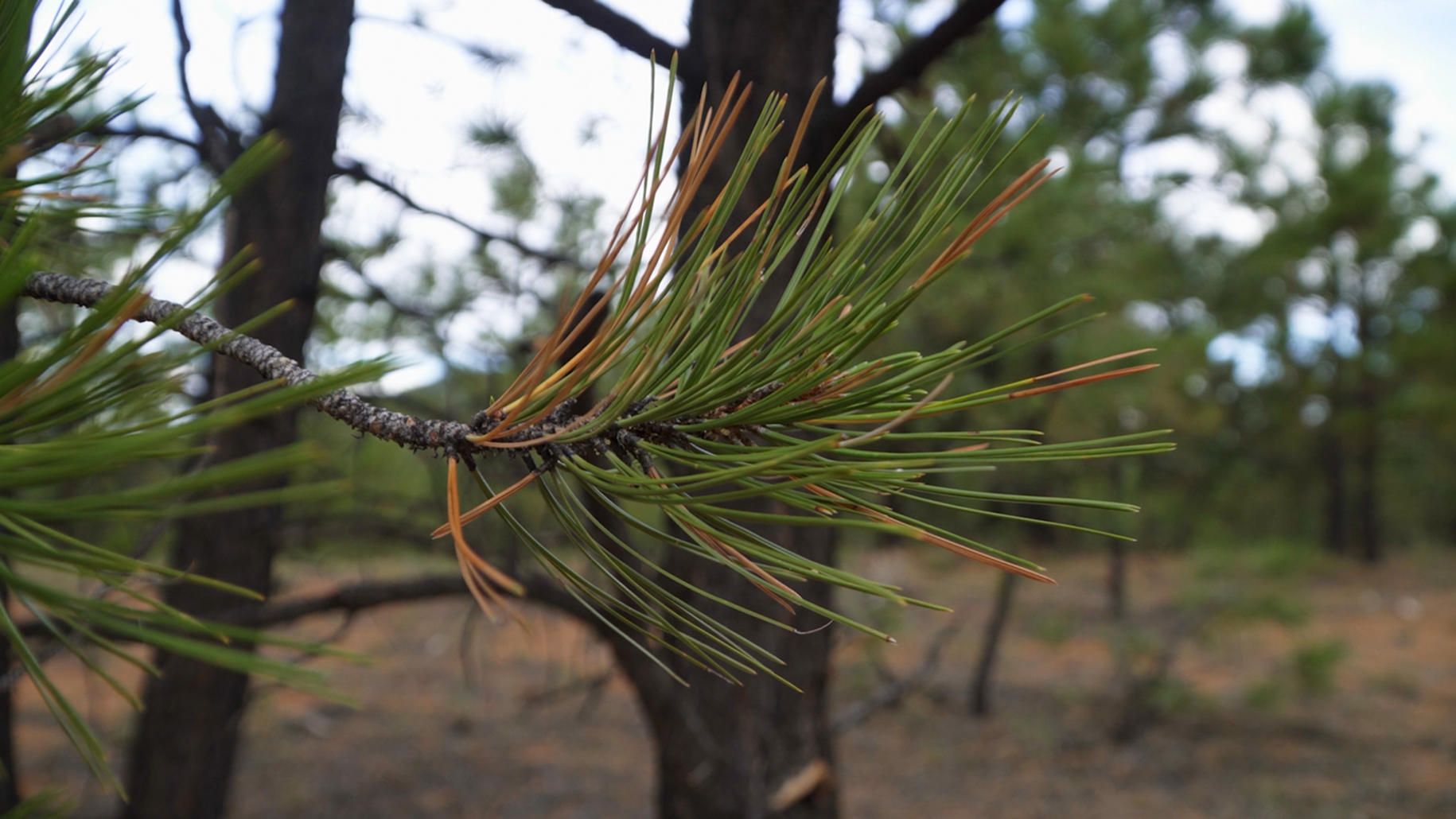 Brand identity overview